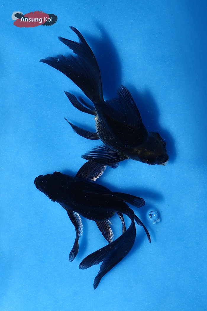 블랙 숏바디 버터플라이코이 9cm 전후