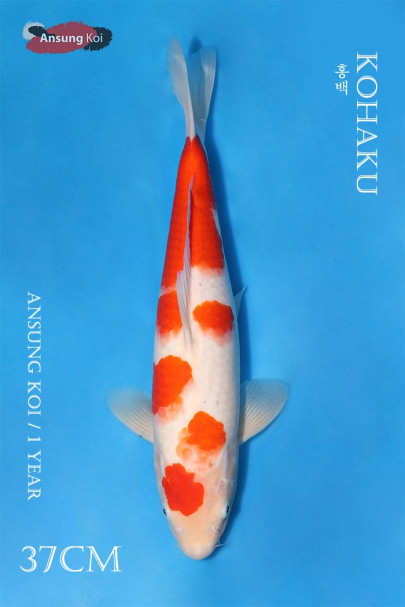 홍백 37cm