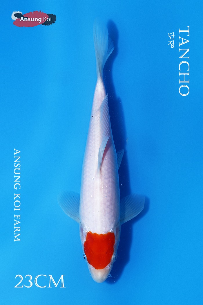 단정 23cm