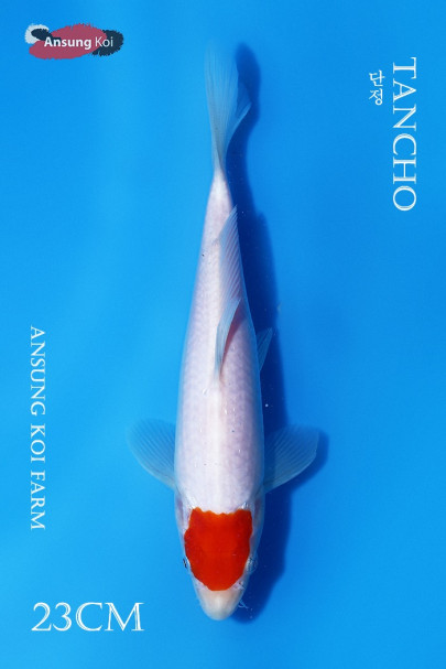 단정 23cm