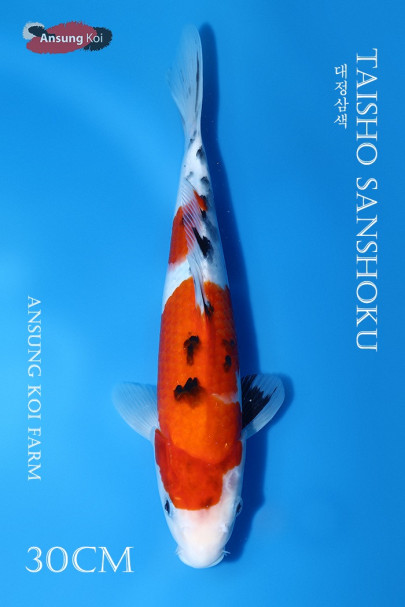 대정삼색 30cm