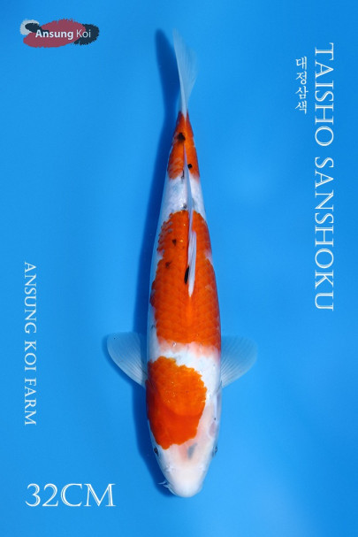 대정삼색 32cm