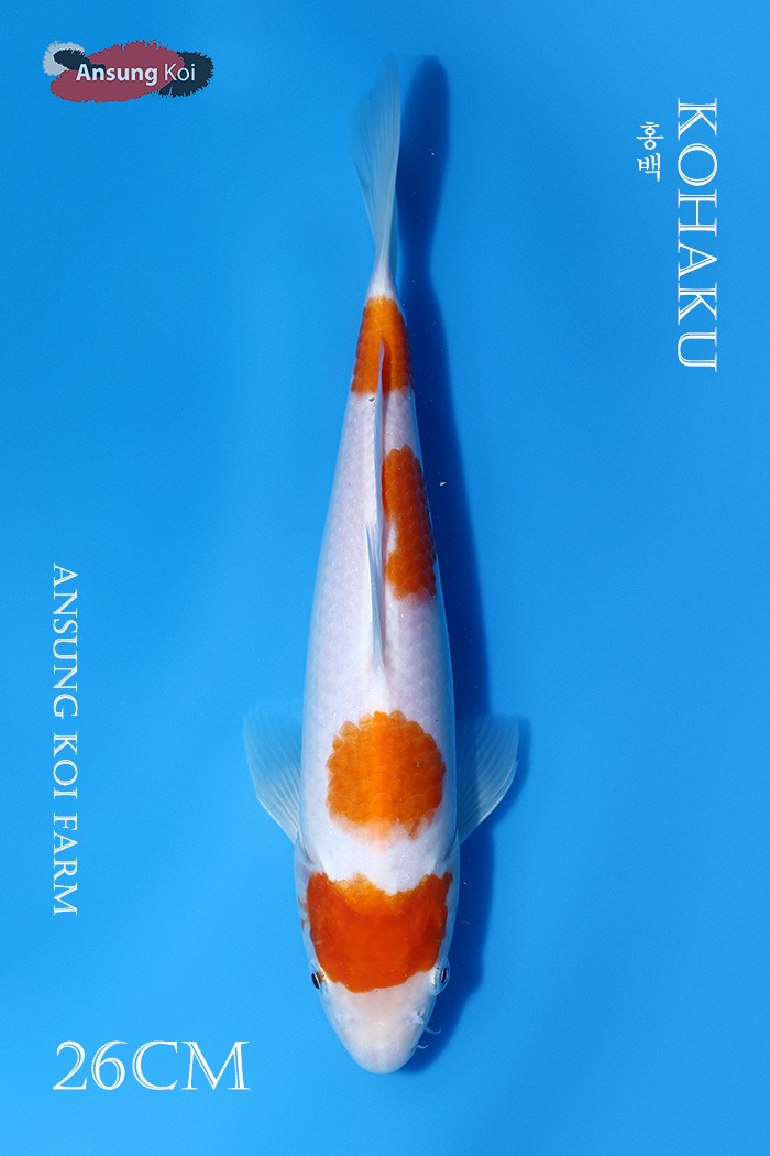 홍백 26cm