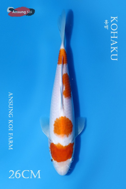 홍백 26cm