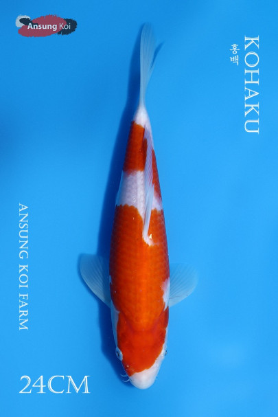 홍백 24cm