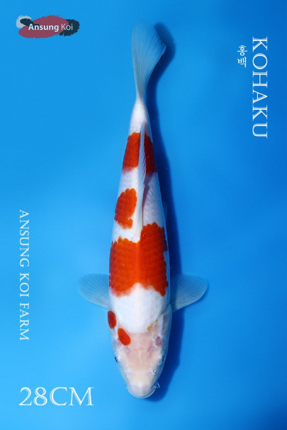홍백 28cm