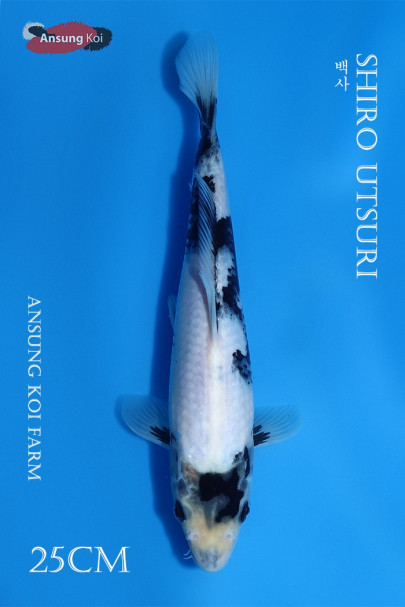 백사 25cm
