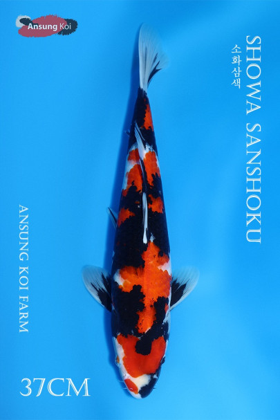 소화삼색 37cm