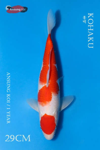 홍백 29cm