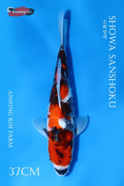 소화삼색 37cm