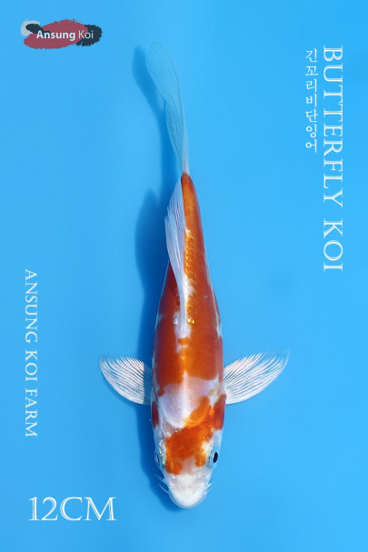 도이치 하리와케 버터플라이코이 12cm