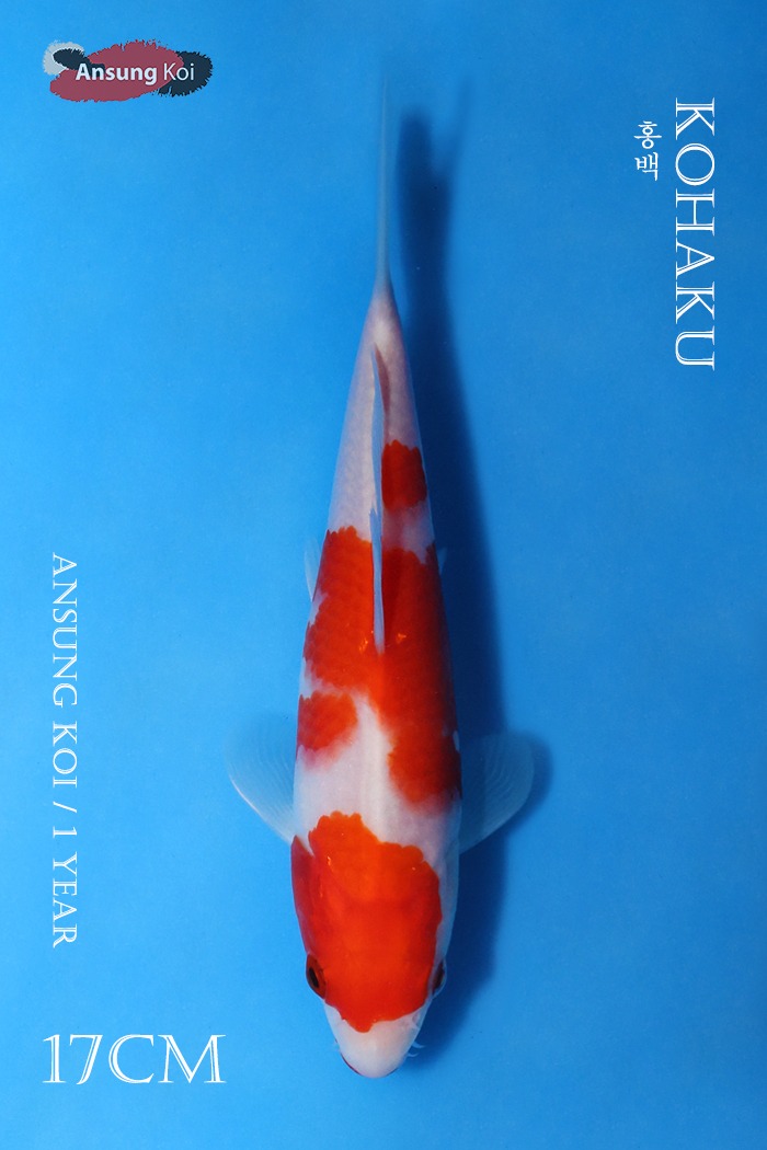 홍백 17cm