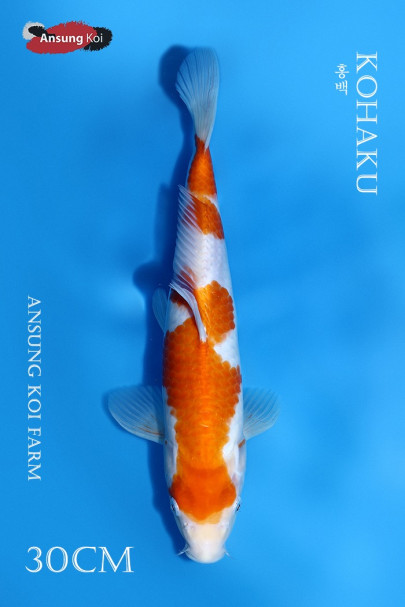홍백 30cm