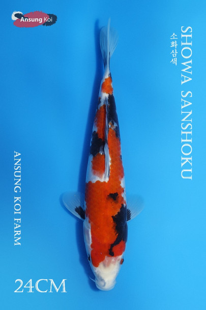 소화삼색 24cm