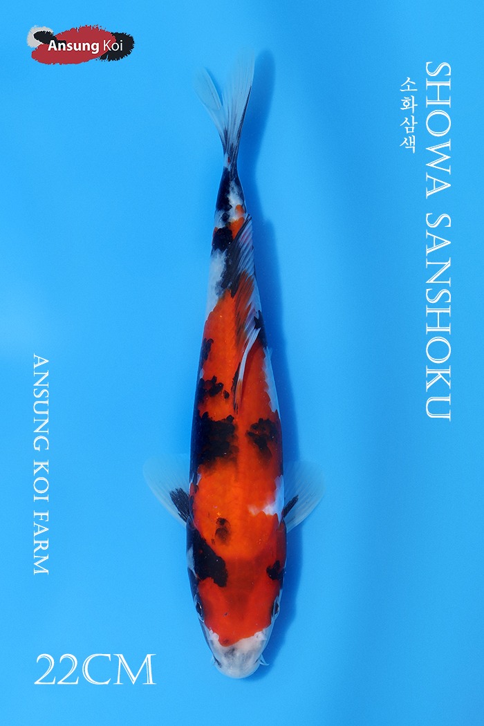 소화삼색 22cm