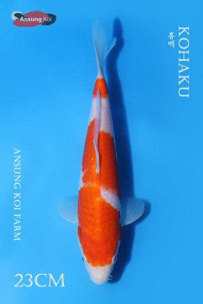 홍백 23cm