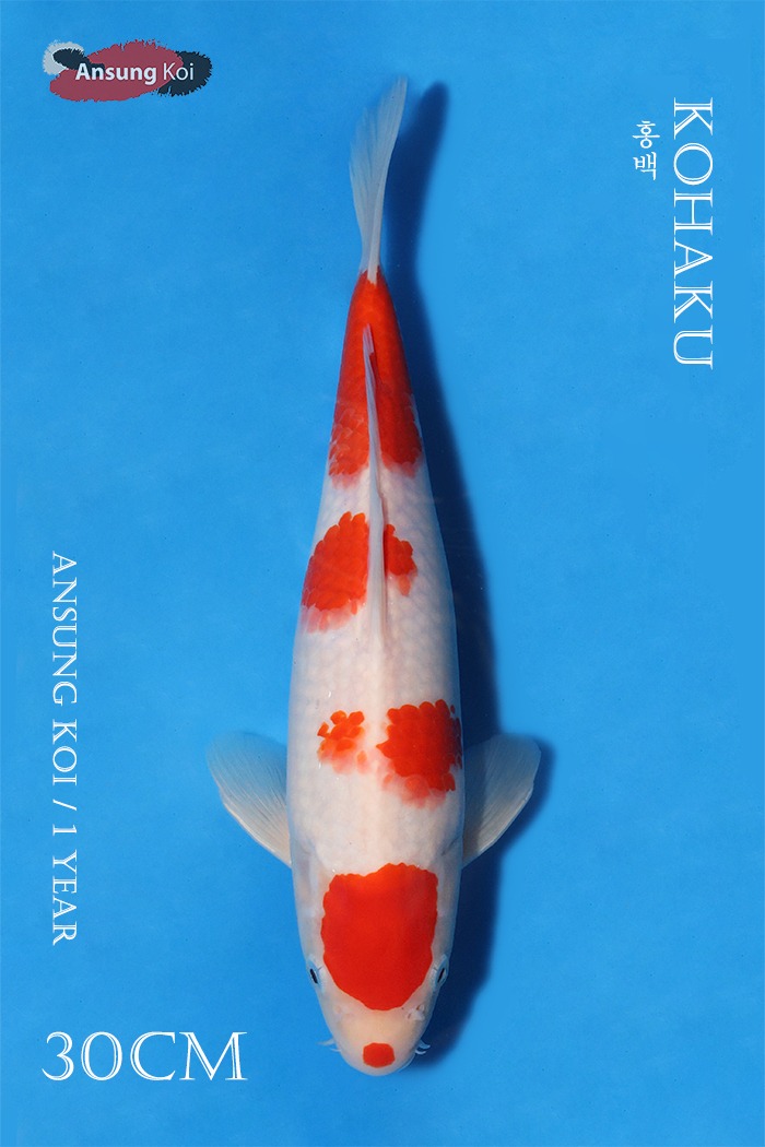 홍백 30cm