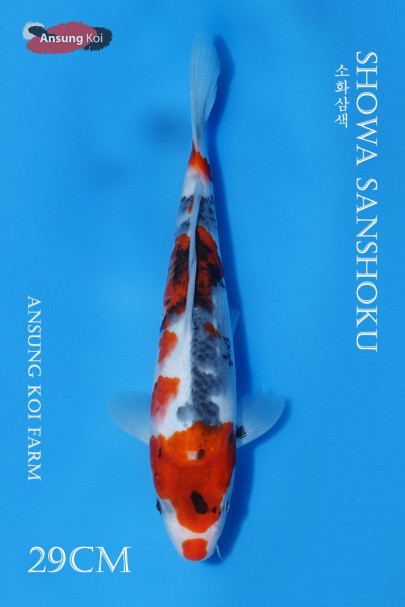 소화삼색 29cm