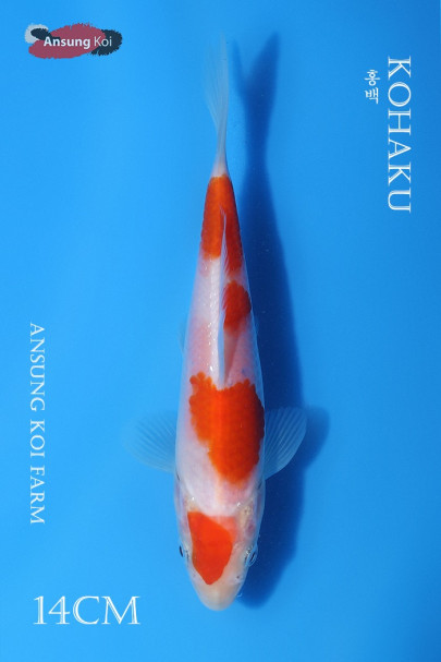 홍백 14cm