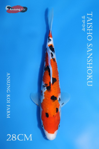 대정삼색 28cm
