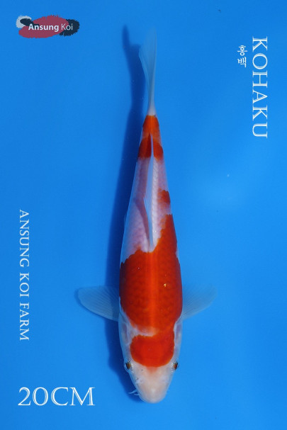 홍백 20cm
