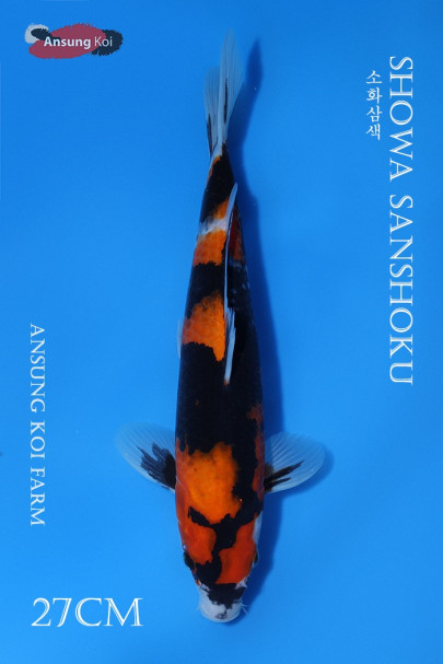 소화삼색 27cm