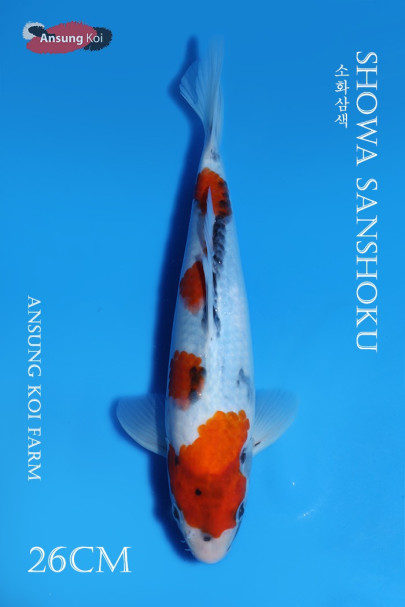 소화삼색 26cm