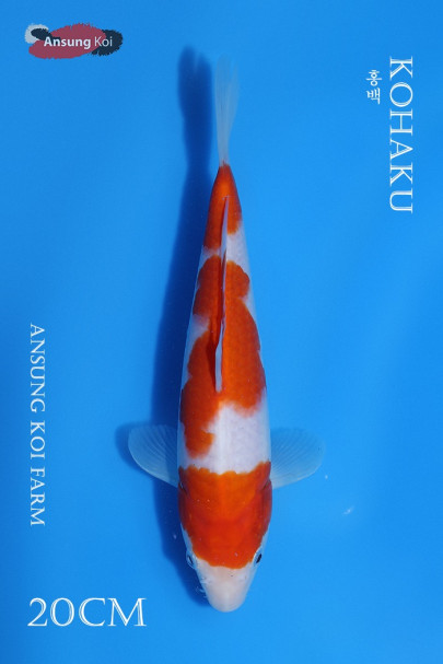 홍백 20cm