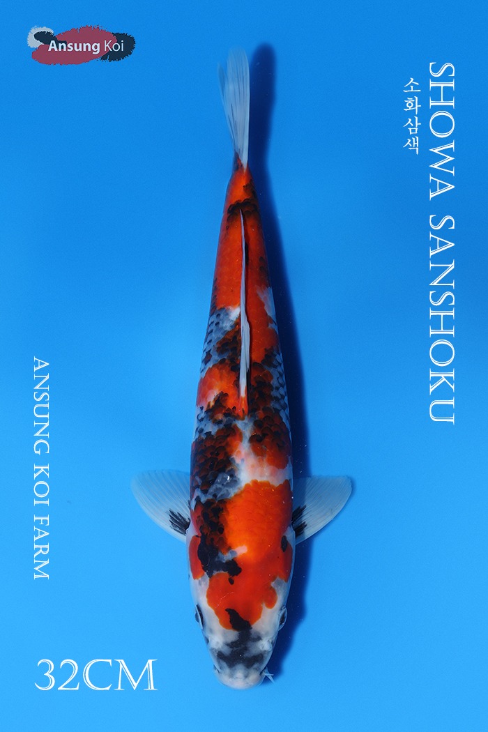 소화삼색 32cm