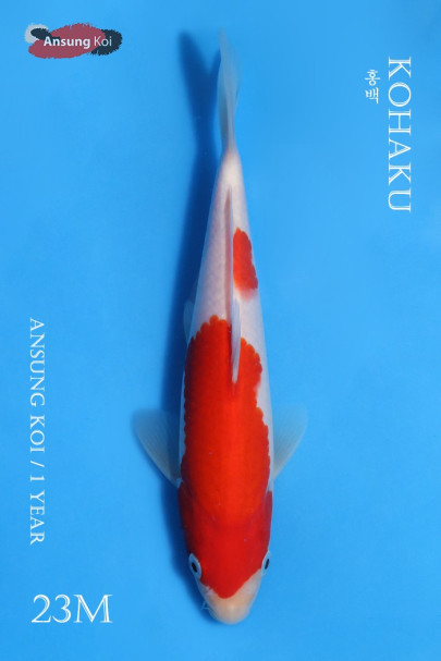 홍백 23cm