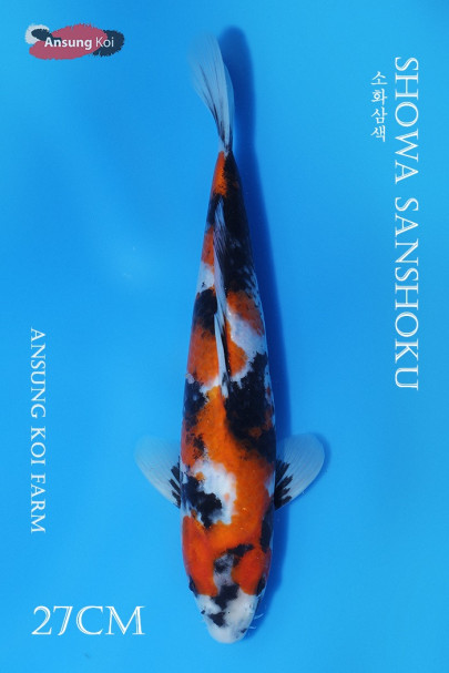 소화삼색 27cm