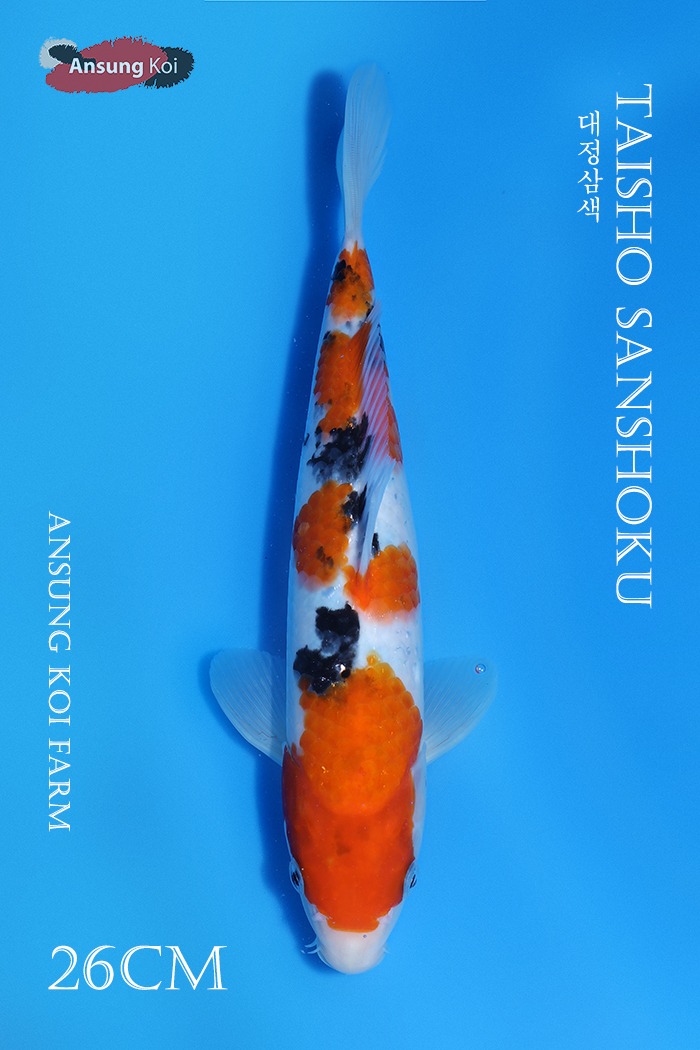 대정삼색 26cm