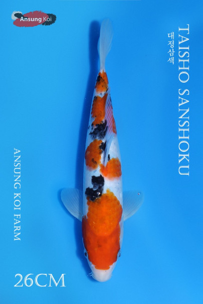 대정삼색 26cm
