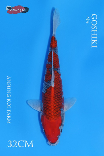 오색 32cm