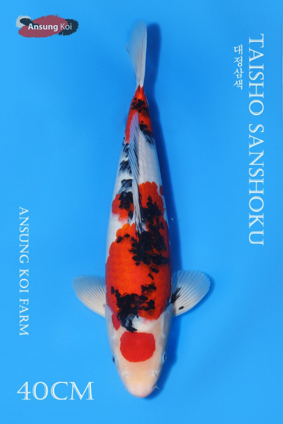 대정삼색 40cm