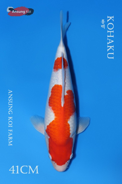홍백 41cm