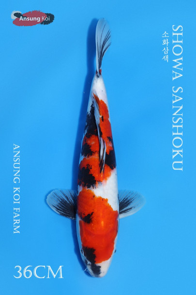 소화삼색 36cm