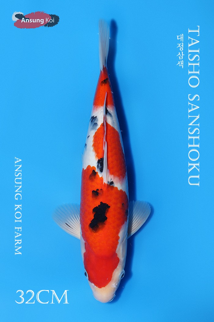 대정삼색 32cm