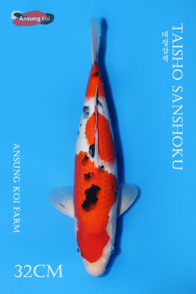 대정삼색 32cm