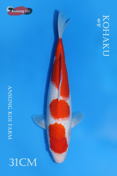 홍백 31cm