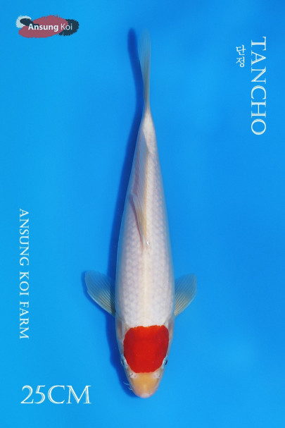 단정 25cm