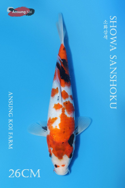소화 26cm