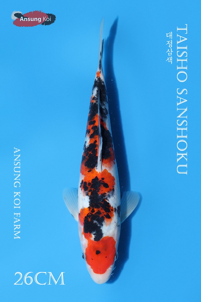 대정삼색 26cm
