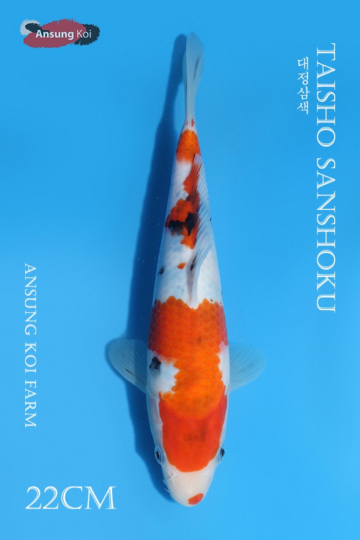 대정삼색 22cm