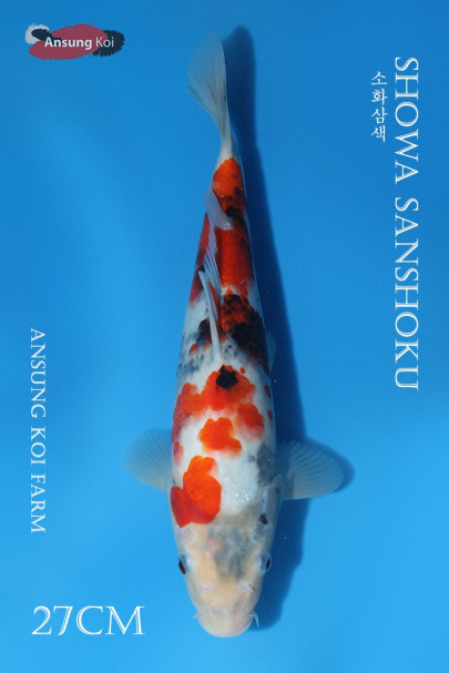 소화 27cm