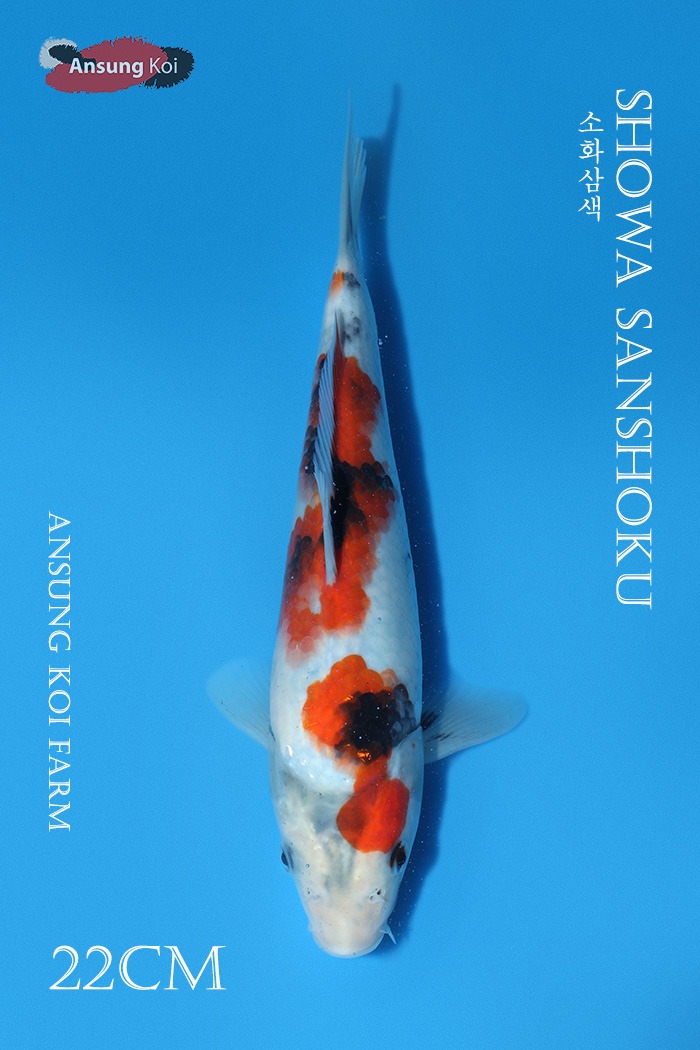 소화 22cm