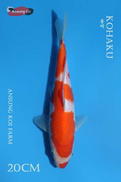 홍백 20cm