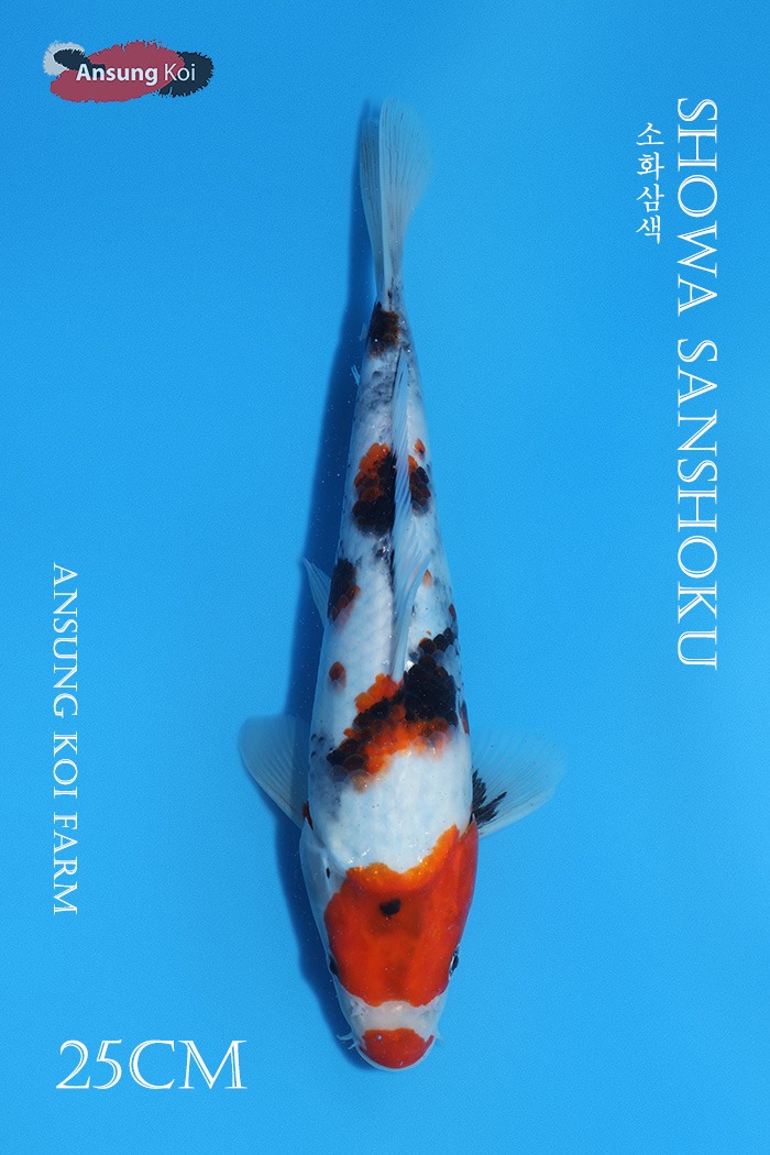 소화 25cm