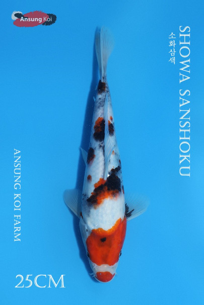 소화 25cm