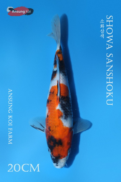 소화 20cm
